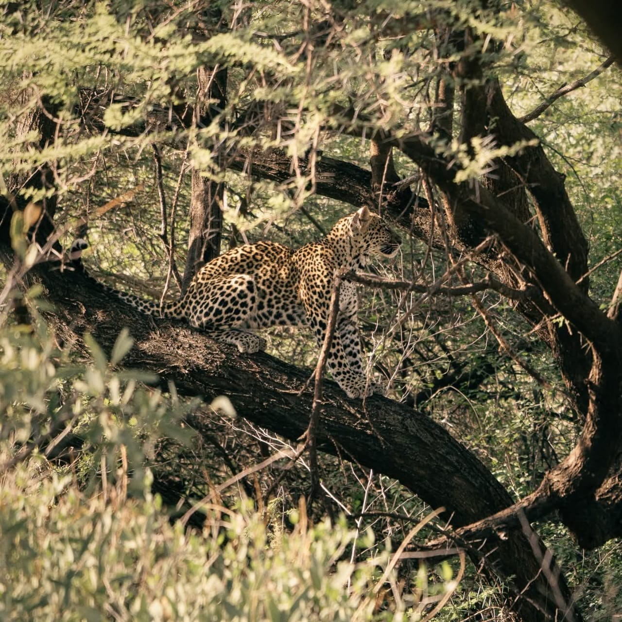 leopard sleeping in the tree